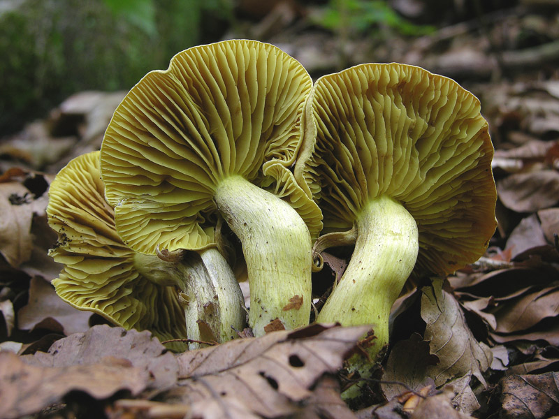 Per funghi con alberto.